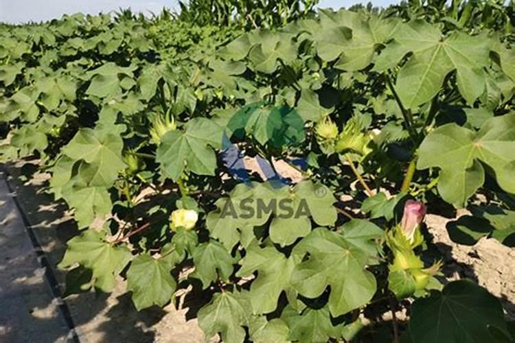 玉米有虫要喷什么农药