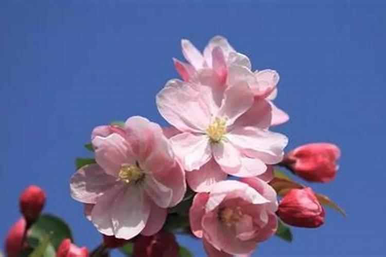 海棠花施什么肥最好