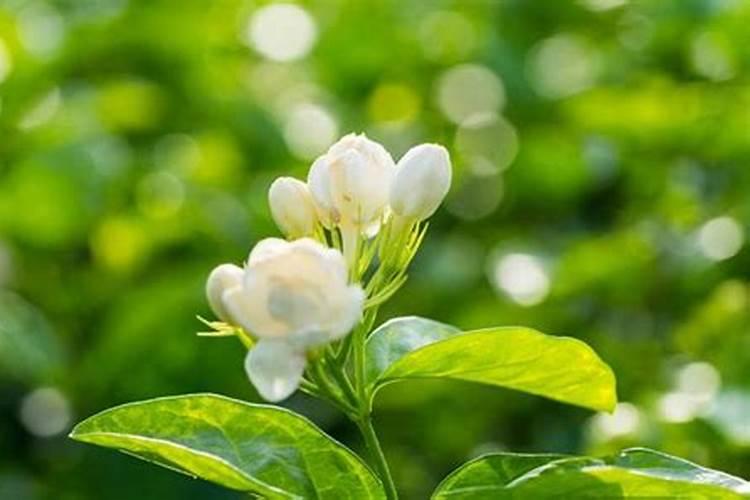 我养的茉莉花经常掉叶子,为什么呀？