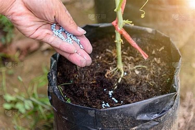 烂水果可不可以做种菜的肥料