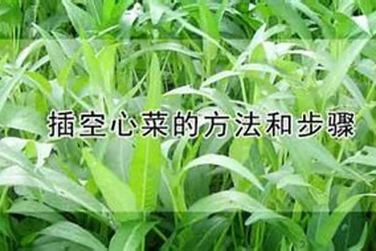 空心菜可以扦插种植吗