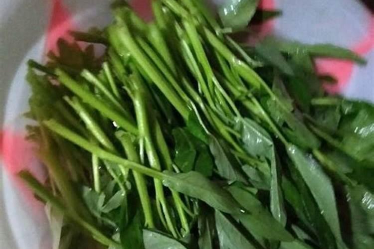空心菜的种植方法和时间