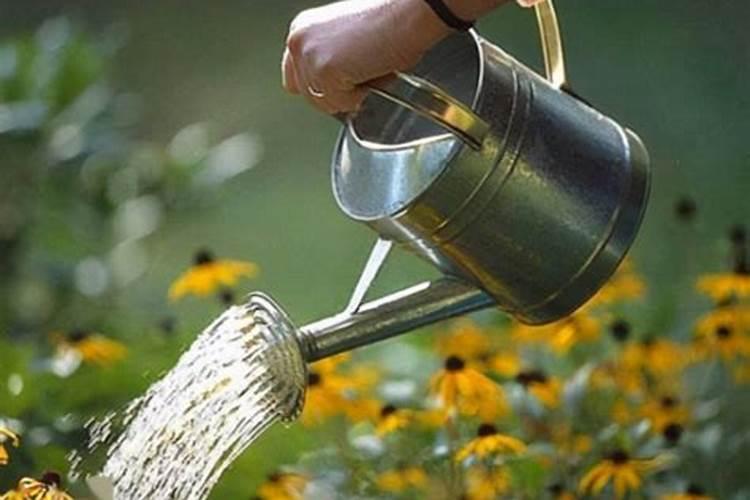 下雨能给花椒树上肥料吗