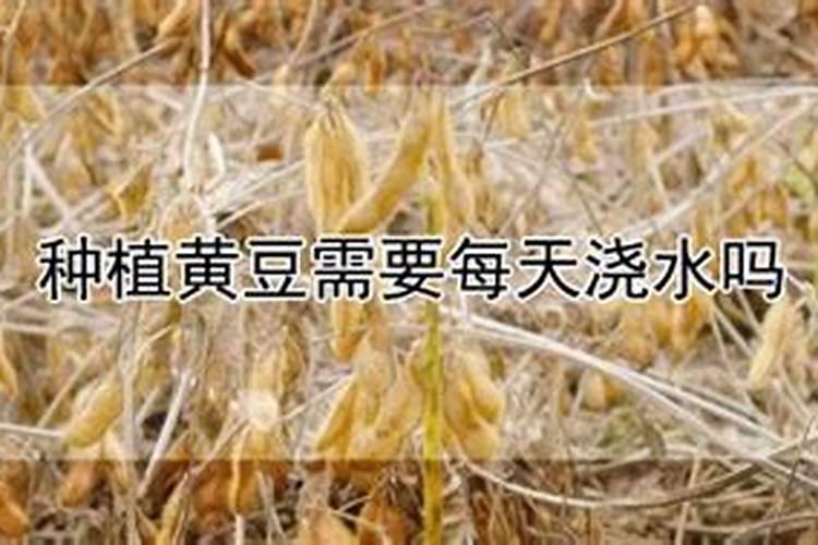 大豆钙肥如何使用？