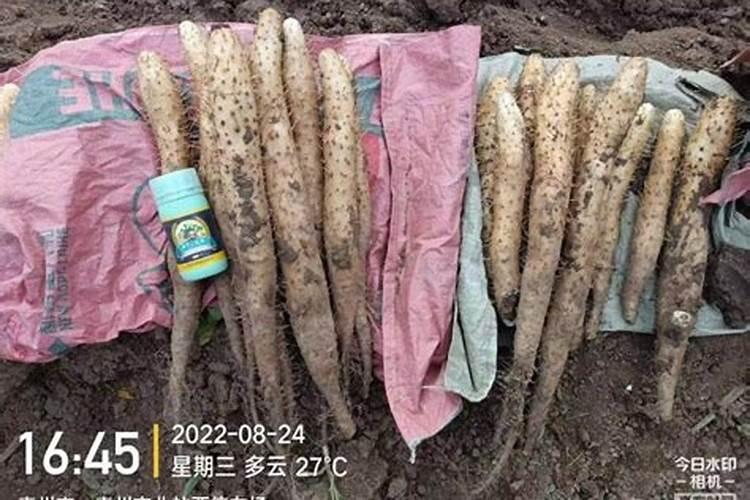 山药中后期管理技术是什么