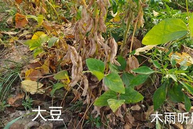 种植大豆、花生等豆科植物时,不需要施氮肥的原因是