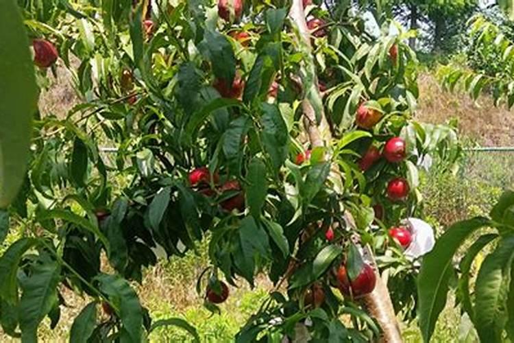 桃树有小桃子了能施肥吗？