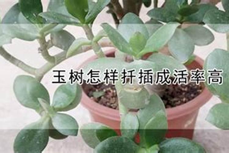 怎么让玉树开花