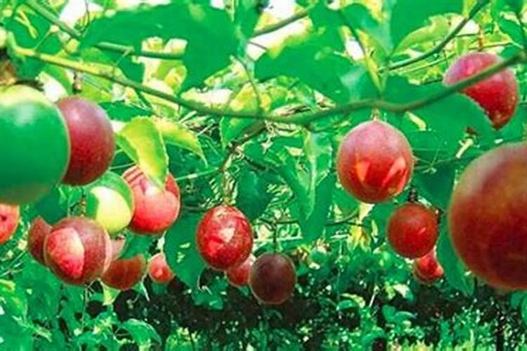 西红柿初花期管理要点 西红柿养殖注意事项