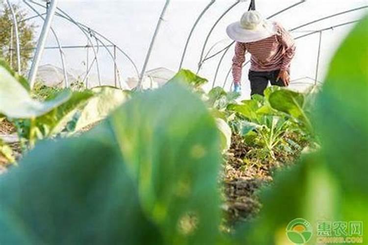 种玉米用什么肥料