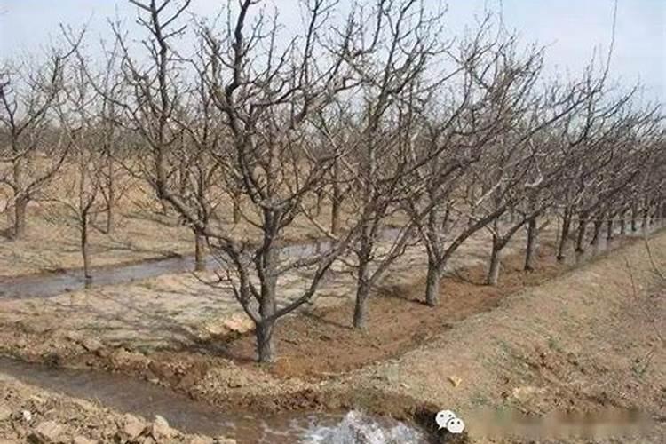 盐碱土地种植水稻用什么肥料比较好？