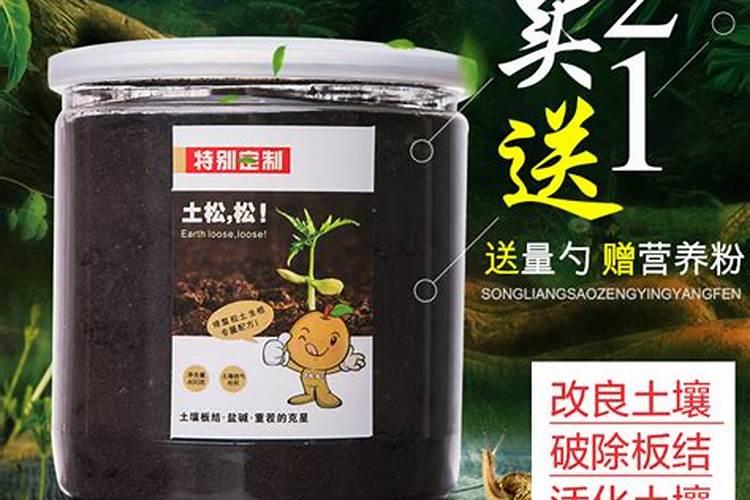 “板栗树”怎样移栽成活率高？