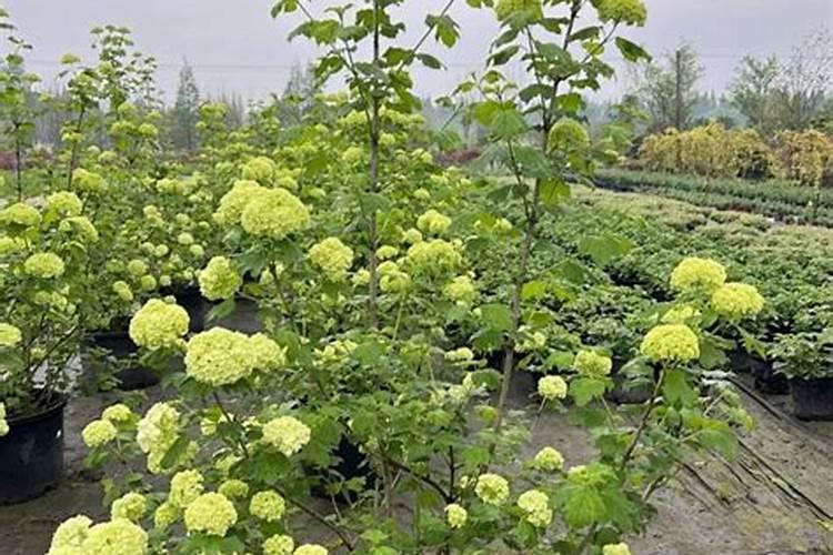 绣球花怎么施肥？