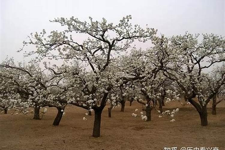 梨树施什么肥好