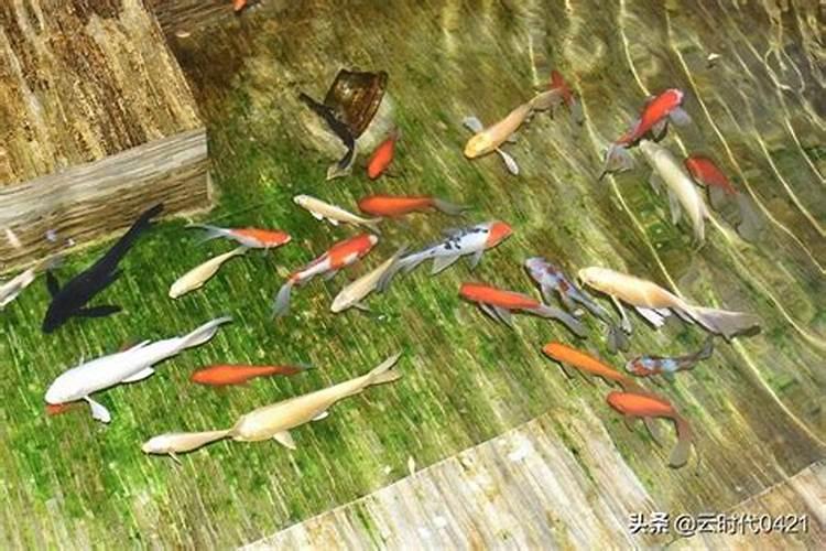 大量氮磷钾肥料产生的后果