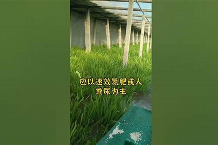 腊梅施肥有技巧 肥料以磷钾肥为主