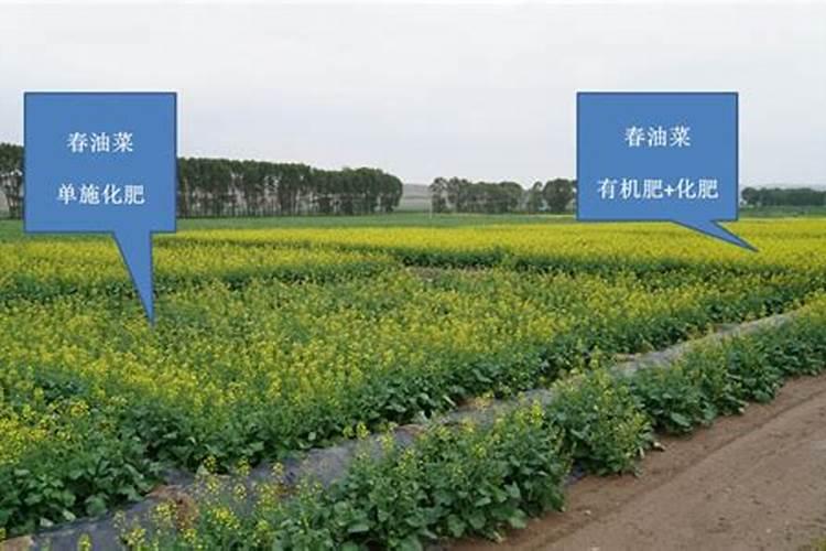 油菜如何施肥才能高产