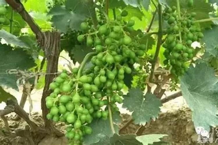 芸苔素能膨大葡萄吗？使用后会有怎样的变化？