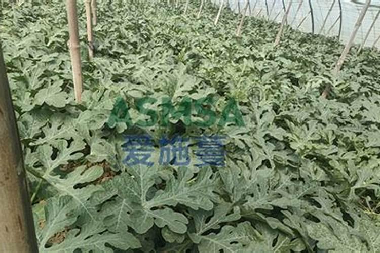 朝天辣椒开花用什么微肥