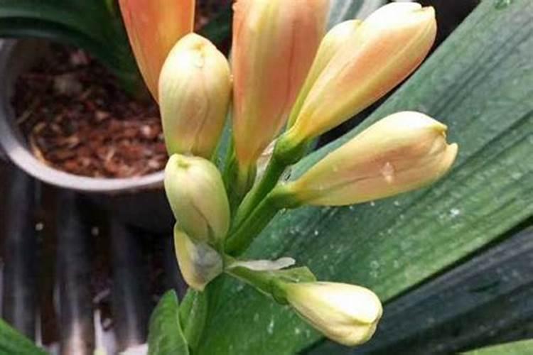 春季君子兰晚上怎么养护