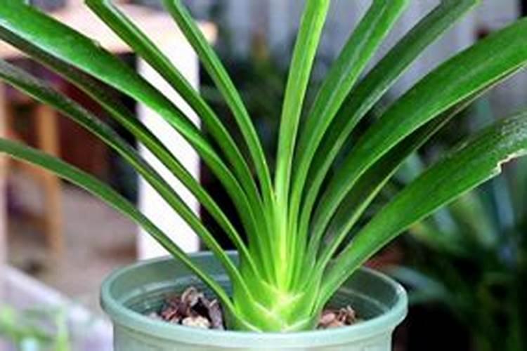 君子兰怎么浇水