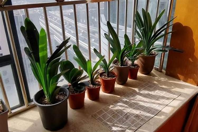 君子兰冬天晚上浇水没事吧？家里有暖气