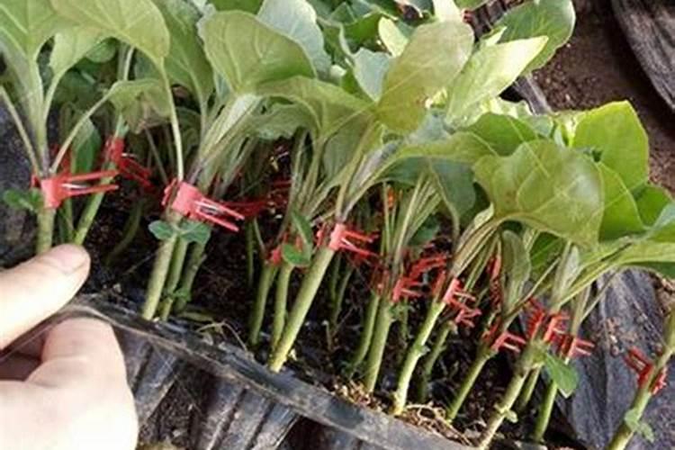 辣椒卷叶病特效药