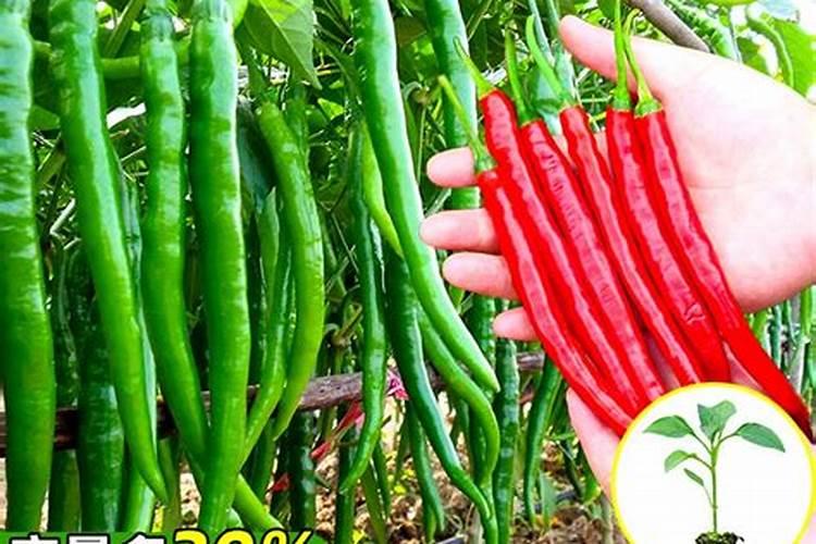 辣椒种植实施方案