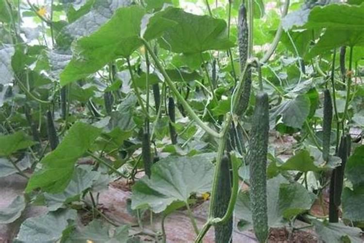 黄瓜用什么肥料长势好？黄瓜专用叶面肥什么时候用好？