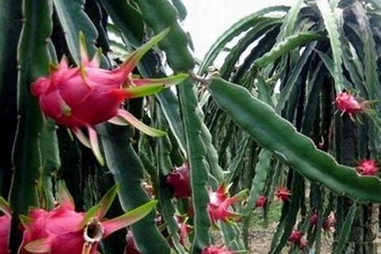 火龙果挂果期需补哪种肥料