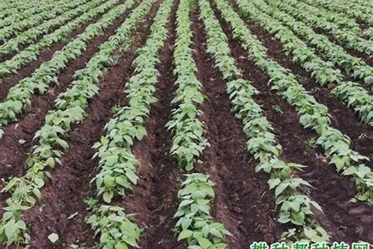 缺少硼元素时大豆会出现什么症状？大豆要如何施硼肥呢？