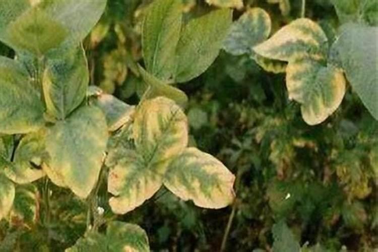 大豆缺氮症是怎样形成的？