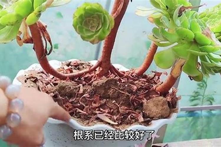 法师用什么肥料最好