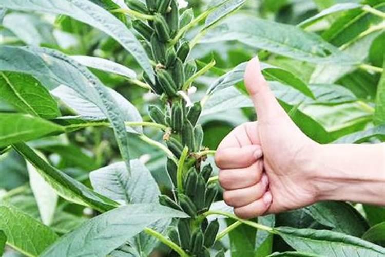 种芝麻用什么肥料