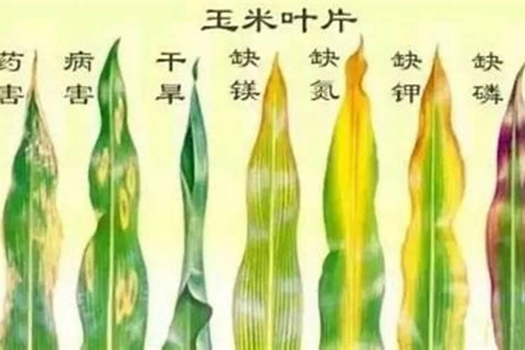 氮肥、磷肥、钾肥各是适用哪些状况的植物？