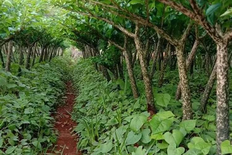 世界之最有哪些