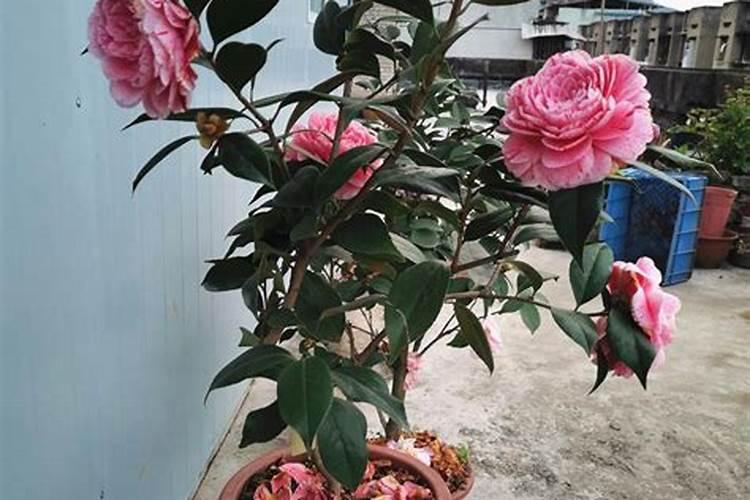 茶花掉花蕾长新叶怎么回事,氮肥过量或酸碱不适
