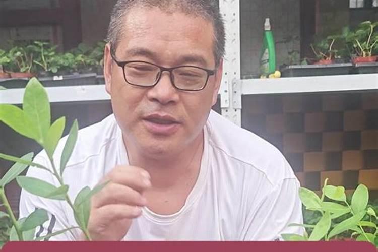 叶子发黄用什么肥料？