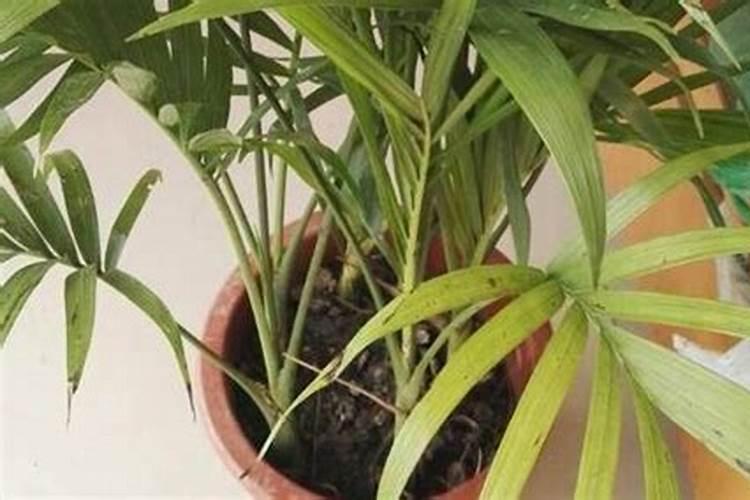 国王椰子的病虫害防治