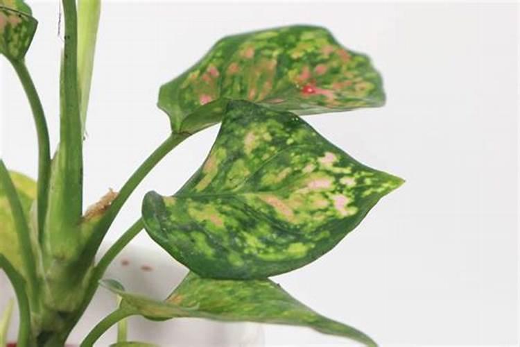 花叶万年青的施肥方法什么肥料好？