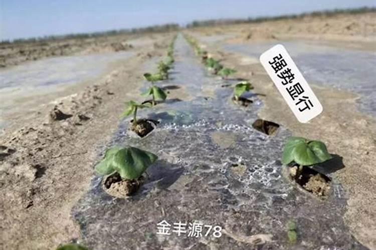 芸苔素对棉花有什么作用