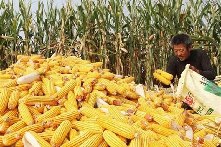 红四方玉米专用复合肥多少钱一吨？
