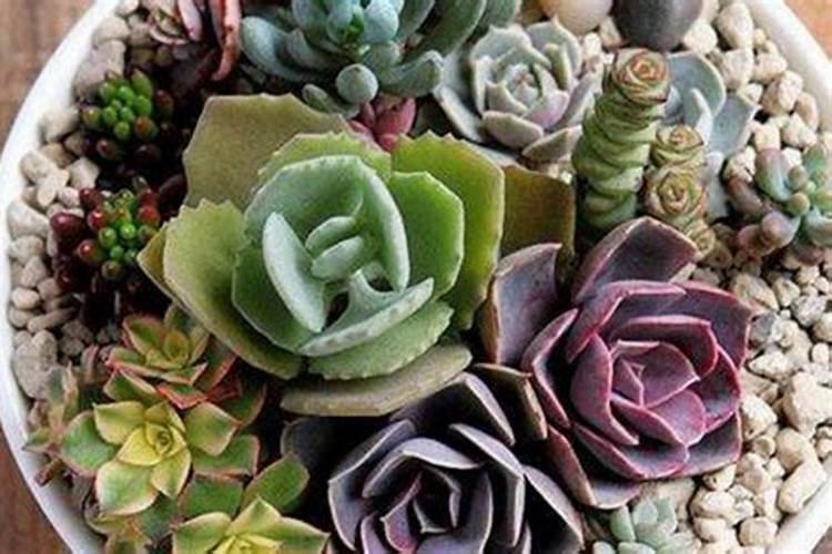 花生什么时候打芸苔素