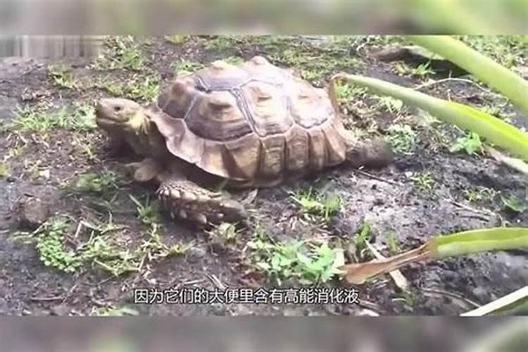养鱼的水能浇多肉和其他的花吗？