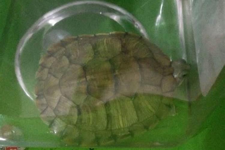 水君子施什么肥最好？