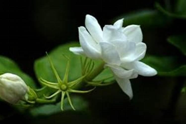 刚买回来的茉莉花掉苞,教你一招,赶紧学