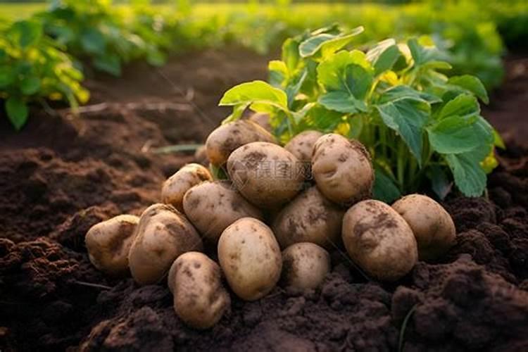 煮鱼和土豆一起吃好吗