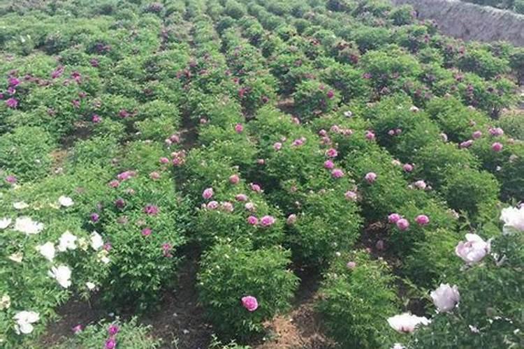 牡丹花喂什么肥开花更鲜艳