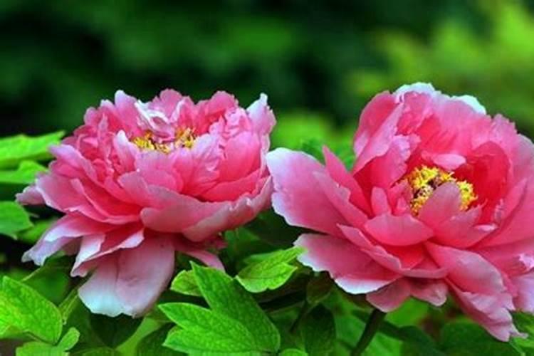 牡丹花喂什么肥开花更鲜艳