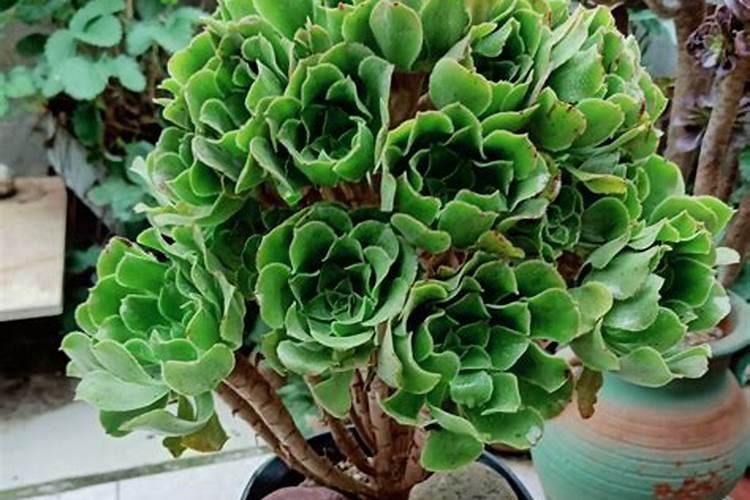 多肉植物能浇鱼蛋白肥料吗？